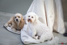 Maynard & Sam find a comfortable resting spot; Johanna's dress. (Seattle Wedding Photographer Scott Eklund Red Box Pictures)