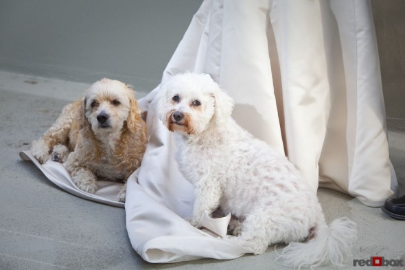 Maynard & Sam find a comfortable resting spot; Johanna's dress. (Seattle Wedding Photographer Scott Eklund Red Box Pictures)
