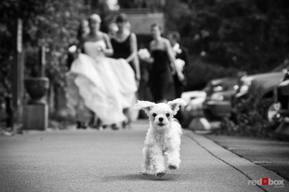 Angi and Mike's dog Maddie leads the wedding party to a photography session at Willows Lodge in Woodinville, WA. (Photo by Dan DeLong/Red Box Pictures)