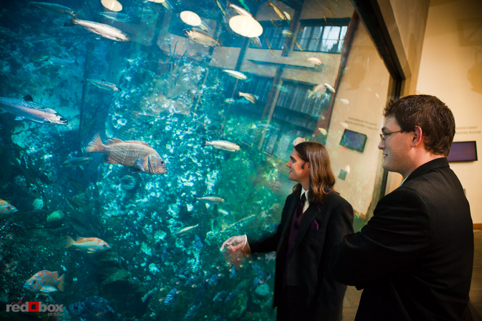 The groomsmen check out the fish in the big tank prior to Mary and Nick's wedding ceremony at the Seattle Aquarium. (Photography by Andy Rogers/Red Box Pictures)