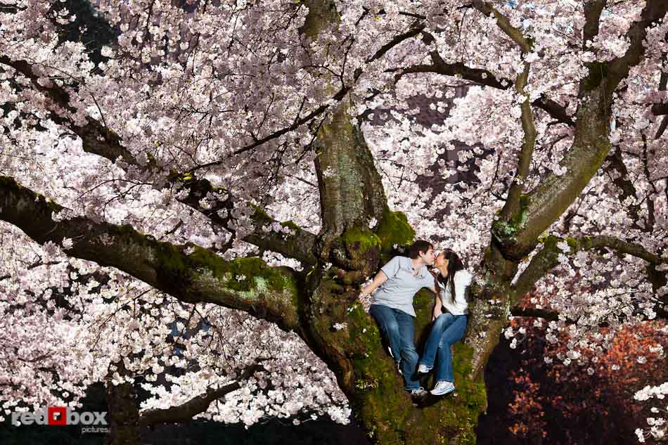Emily and Mark sit in a cherry tree during their engagement portrait session at the University of Washington in Seattle. (Photo by Andy Rogers/Red Box Pictures)