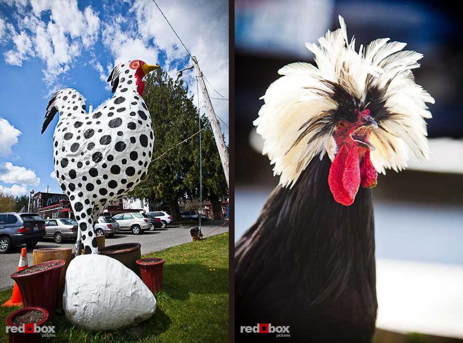 A large cow-flavored chicken guards the entrance to Country Village, where Kari and Matt were married in Courtyard Hall in Bothell. A rooster with fancy plumage lets out a call. (Photo by Andy Rogers/Red Box Pictures)