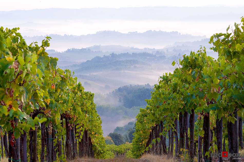 The vineyard in the morning near San Gimignano,Tuscany, Italy. (Italy Photography By Scott Eklund/Red Box Pictures)