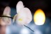 Client - Ananya Spa - Detail