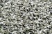 Nature -Snow Geese (Photography by Dan DeLong / Red Box Pictures