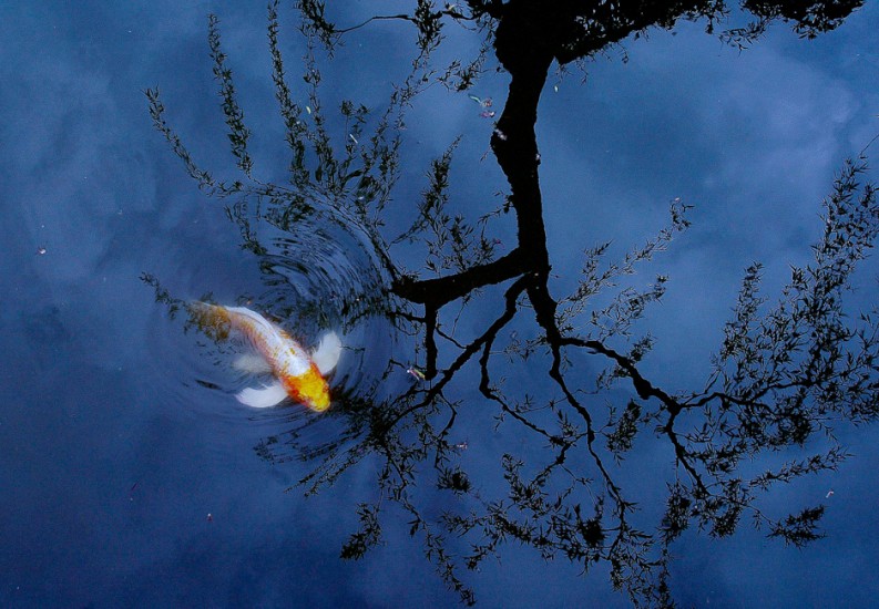 Nature -Koi - (Photography by Dan DeLong / Red Box Pictures)