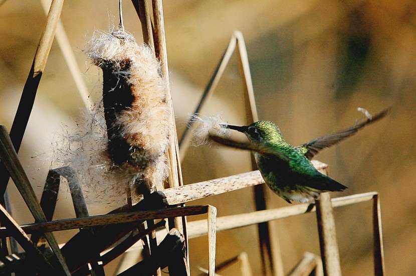 Nature -  Anna's hummingbird (Photography by Dan DeLong / Red Bo