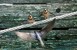 Nature - Barn Swallows(Photography by Dan DeLong / Red Box Pictu