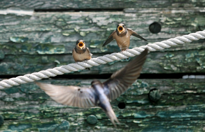 Nature - Barn Swallows(Photography by Dan DeLong / Red Box Pictu