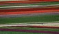 Nature -  Tulip Town, Mt Vernon, WA (Photography by Dan DeLong /