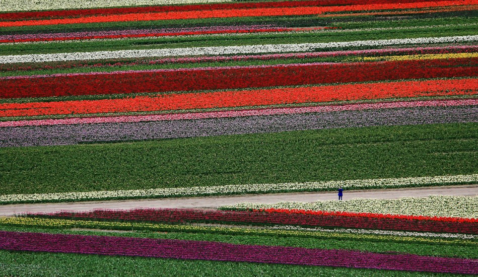 Nature -  Tulip Town, Mt Vernon, WA (Photography by Dan DeLong /
