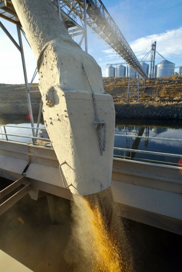 Industrial Photography-Winter Wheat