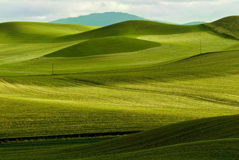 Industrial Photography - winter wheat hills