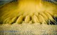 Industrial Photography-Winter Wheat
