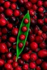 Cranberries (Photographer: Andy Rogers)