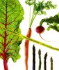 Organic chard, radish, carrot and asparagus (Photographer: Dan DeLong)
